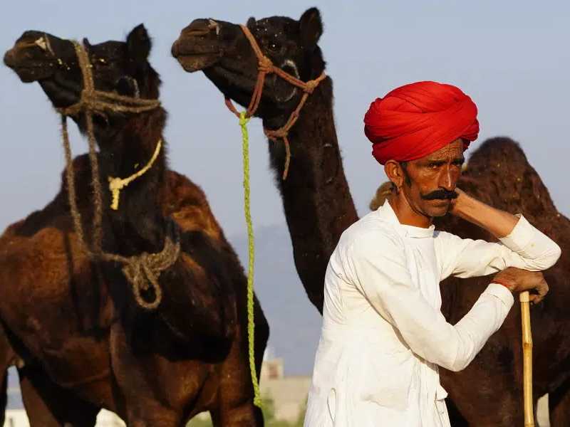 Retoma India vendimia ¡de camellos!