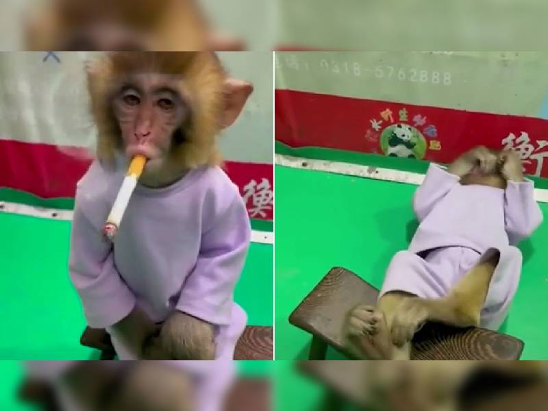 Causa indignación un video donde un monito esta fumando