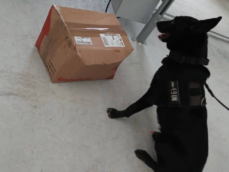 Unidad canina asegura droga en empresa de paquetería en Solidaridad