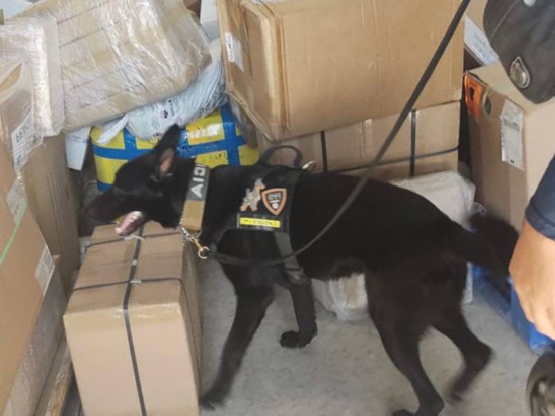 Binomio canino detecta droga en una paquetería en Playa del Carmen