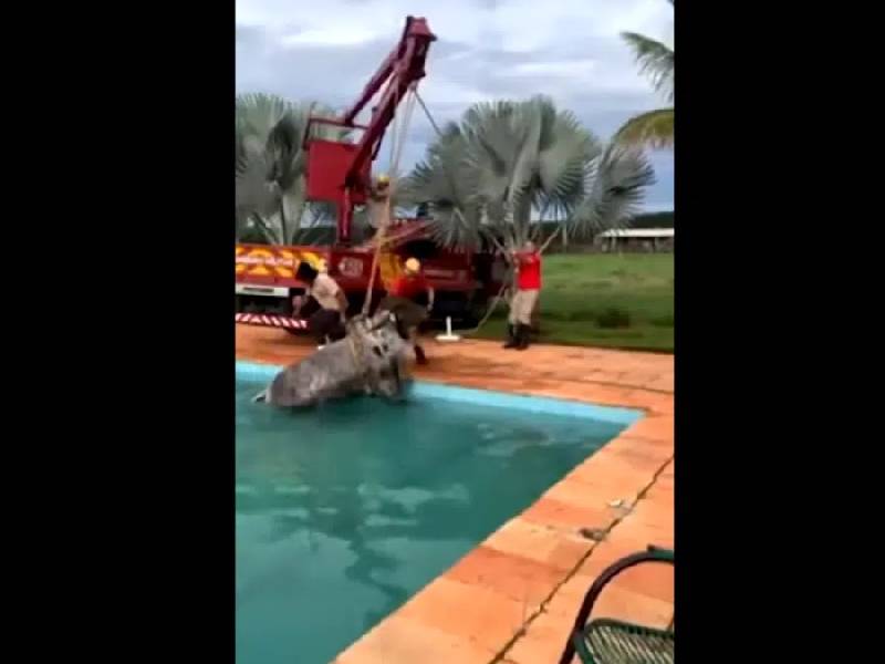 Vaquita es rescatada tras caer a la alberca