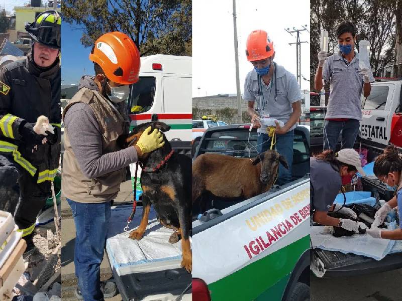 Rescatan animalitos tras explosión en San Pablo Xochimehuacán
