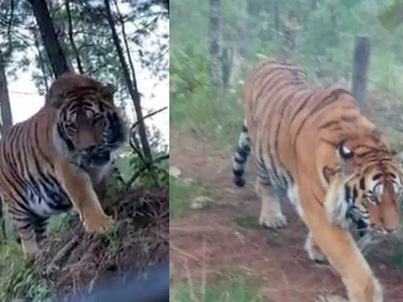 VIDEO. Captan a tigre de bengala deambular por un paraje en Jalisco