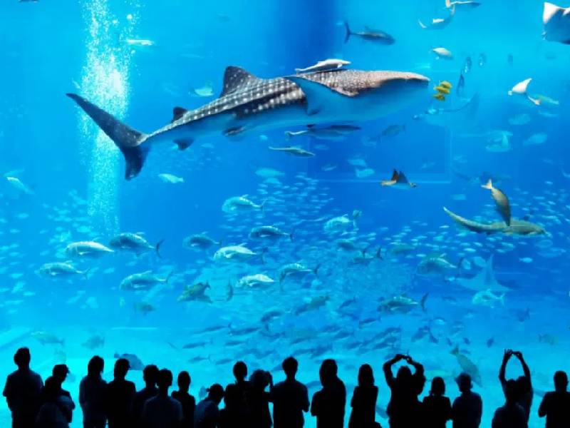 Tiburón vomita el brazo de un posible asesinato, asustando a los turistas