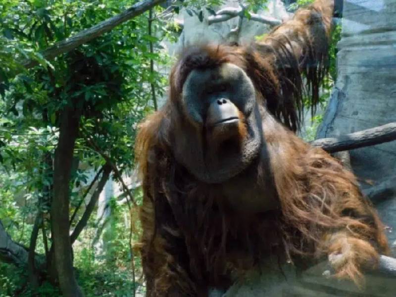 Muere Toto, el entrañable orangután de Chapultepec