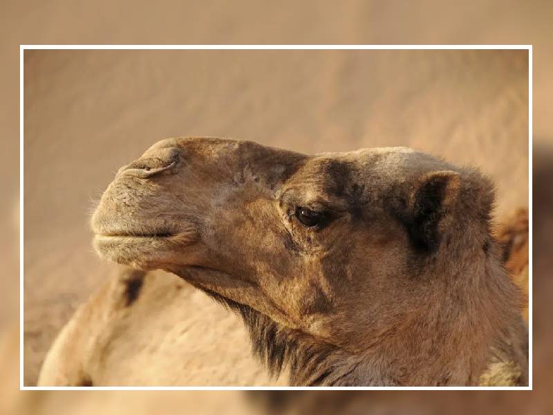 ¡Escándalo! Descalifican a 43 camellos de concurso de belleza
