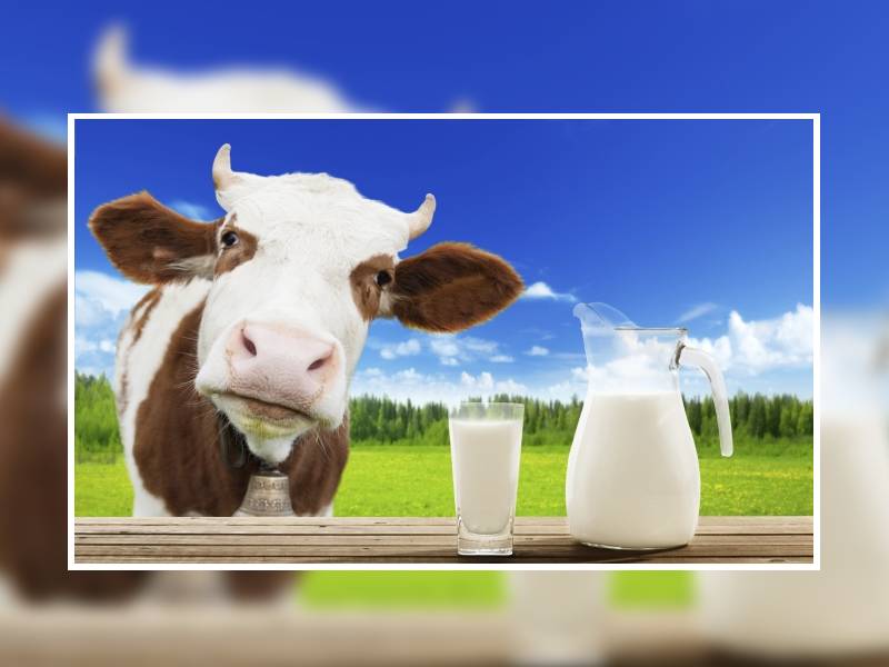 Granjero denunciara a sus vacas por no dar leche
