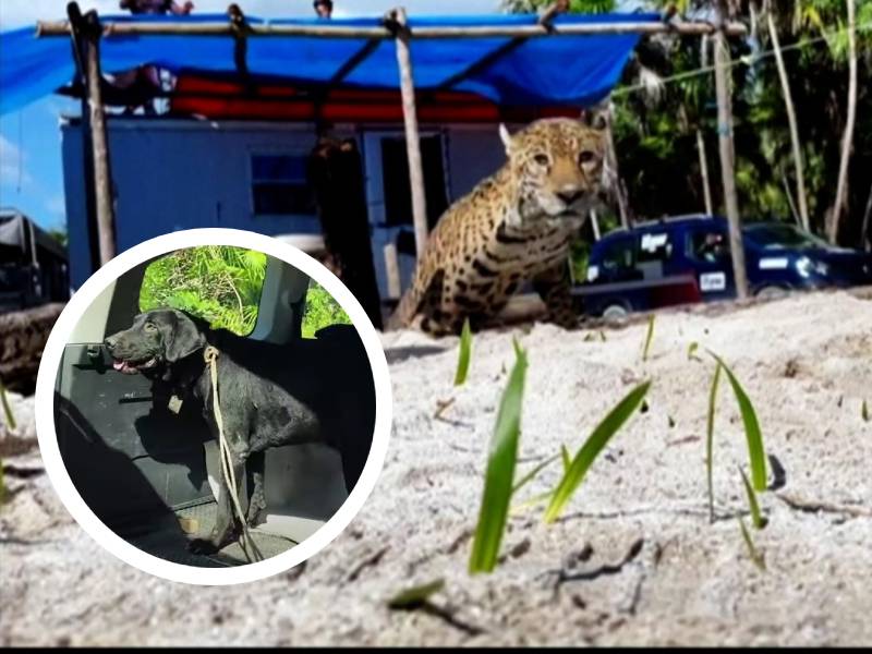 Perrito y jaguar caen a pozo en Mahahual