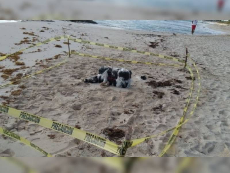 Recala droga en playas de Playa del Carmen