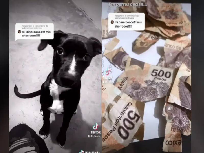 Perrito destroza aguinaldo de su dueña; se hace viral en TikTok