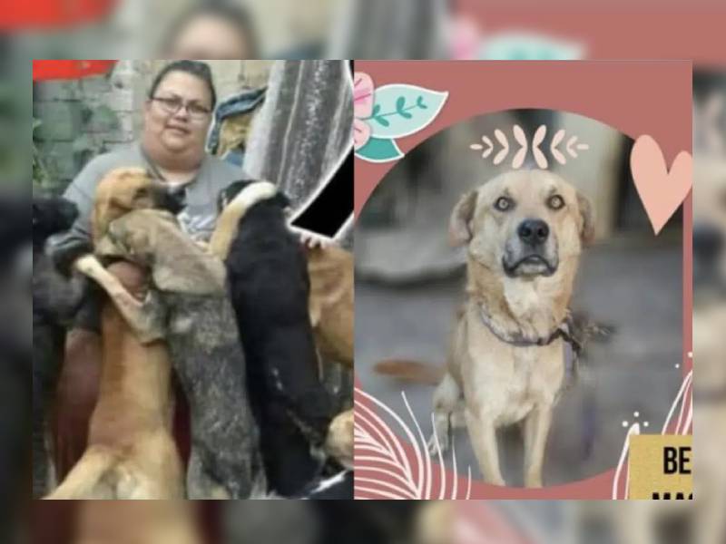 Dueña muere y deja 30 perros y 12 gatos en busca de hogar