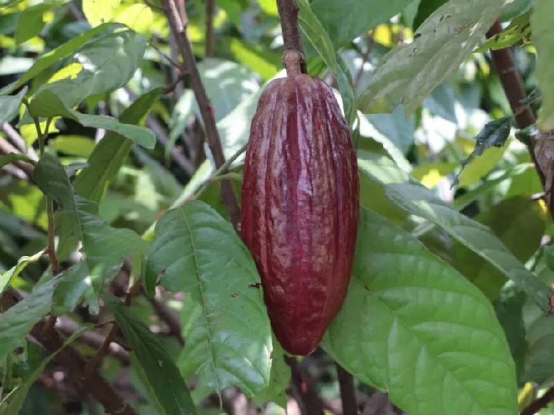 El Inifap ve atractivo negocio en el cacao