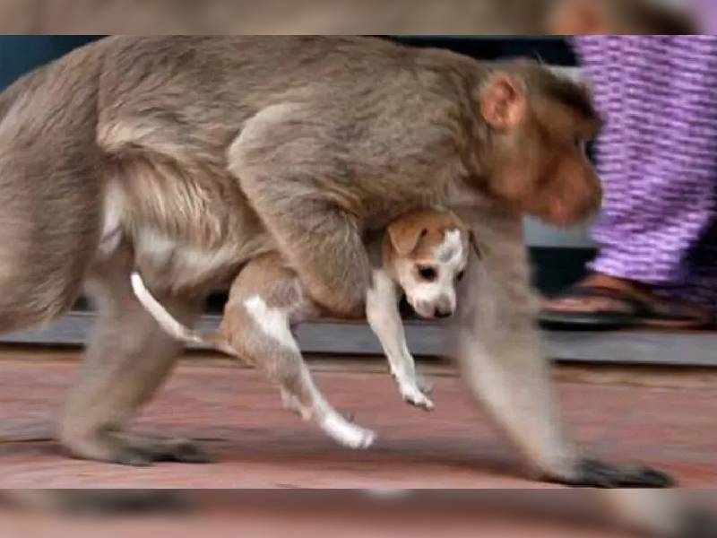 Por vengaza monos le quitan la vida a más de 200 perros