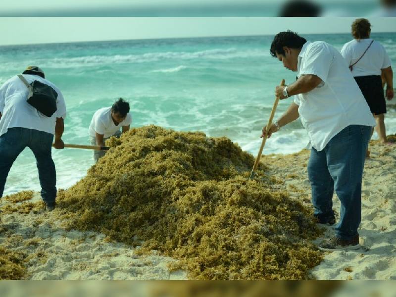 Han retirado más de 9 mil toneladas de sargazo en 12 playas