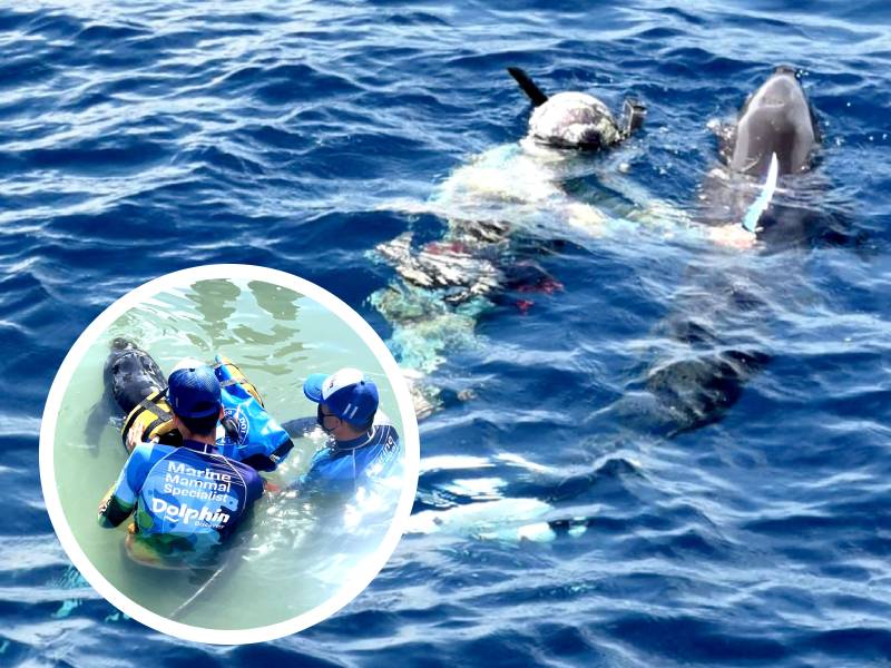 Amputan aleta para salvar vida de delfín, ya lo resguardan