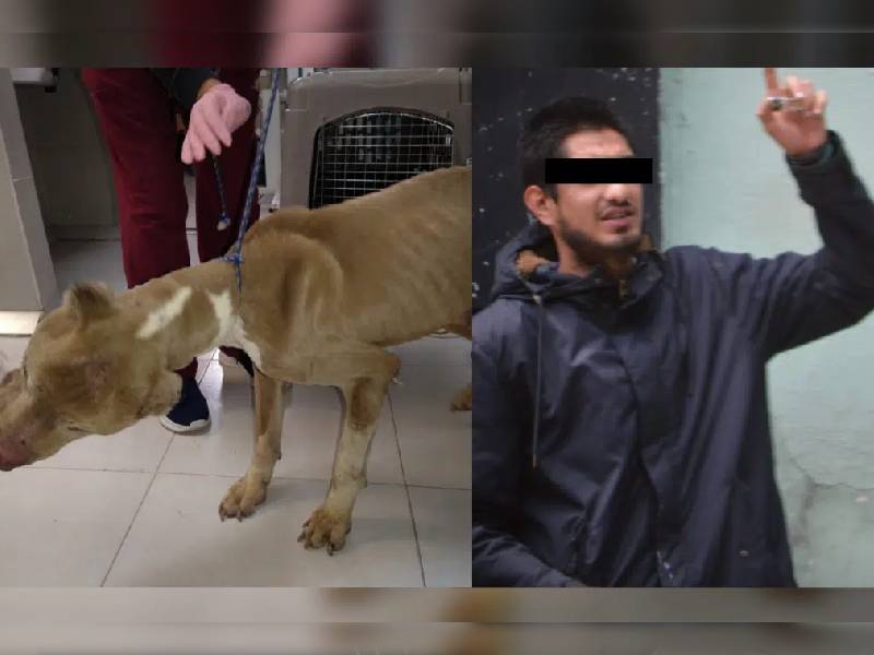 Video. Hombre torturaba a perros y gatos en su casa, vecinos lo denuncian y es detenido