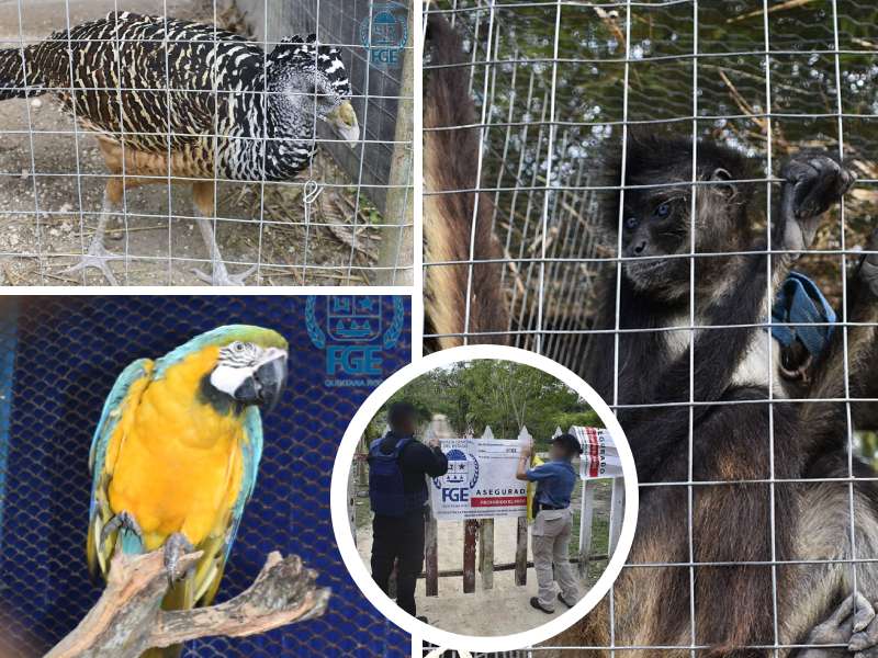 Asegura FGE Quintana Roo 164 animales exóticos