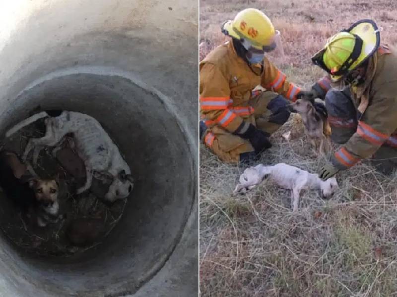 Bomberos rescatan a perritos de un pozo; llevaban un mes desaparecidos