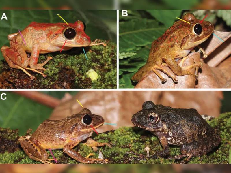 ÔÇ£Greta ThunbergÔÇØ así fue bautizada una nueva especie de rana encontrada en Panamá