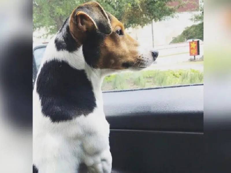 Denuncian que VivaAerobus perdió a perrito Max; aseguran que empresa no se quiere hacer cargo