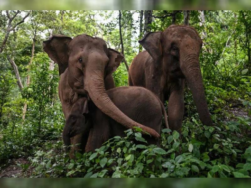 Elefantes destruyen un safari