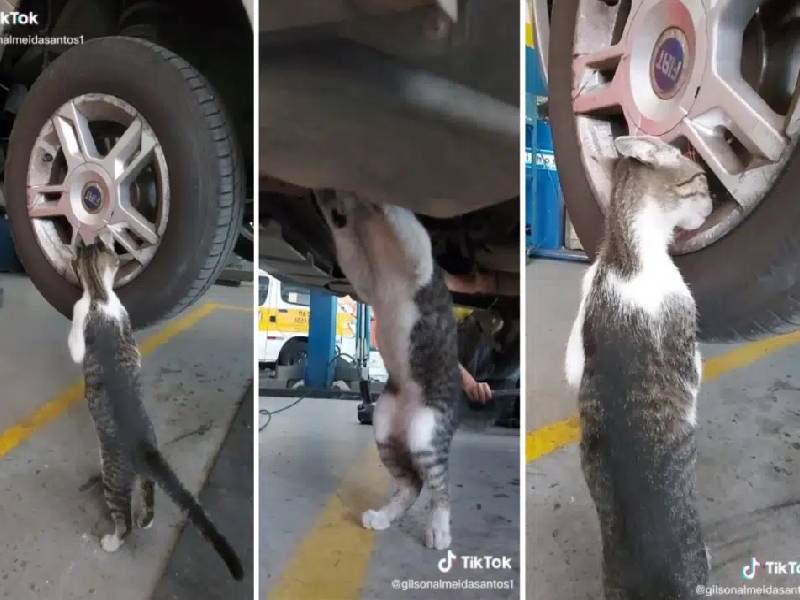 Video: Él es Oliver, un gatito rescatado que ahora ÔÇ£trabajaÔÇØ como mecánico