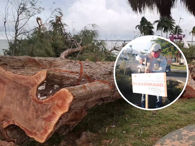 Después de talar más de 70 árboles sus penden actividad por quejas