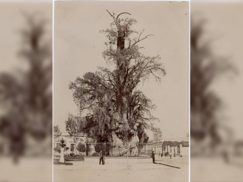 Hace 42 años ÔÇ£el árbol de la nocheÔÇØ triste vivió su segundo y más fatídico incendio