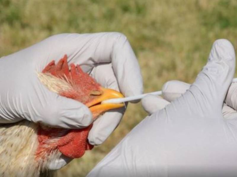 Más de 150 criaderos en Francia han sido golpeados por la gripe aviar