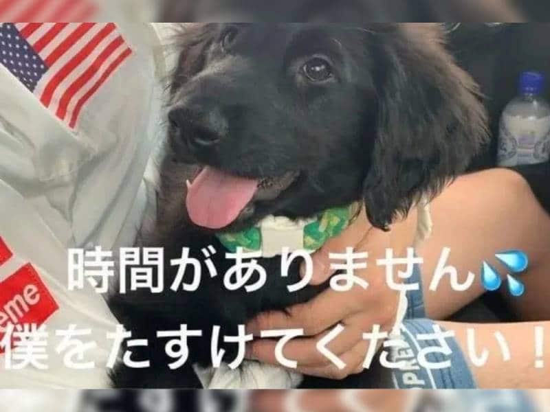 Arrestan a mujer por pedir donaciones para su perro que falleció