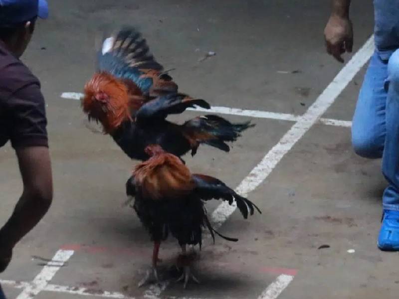 pelea de gallos