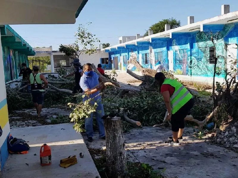 muerte de árboles