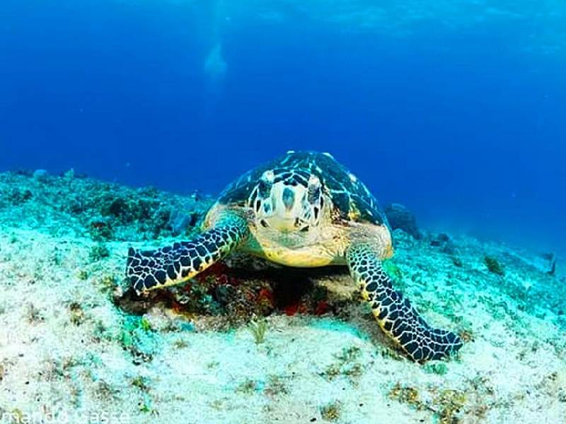 Promueven la ampliación de la reserva de la tortuga marina en Xcacel