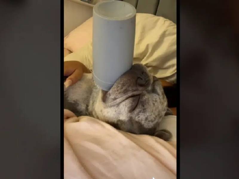 Perrito se vuelve viral con su obsesión a su vaso de plástico