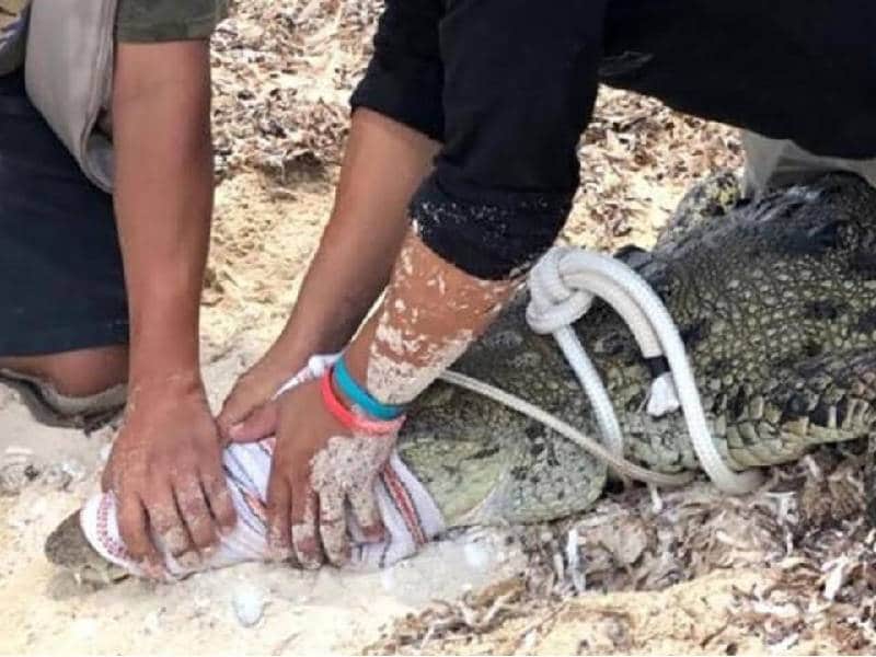 Sorprende a bañistas presencia de cocodrilo en playa de Cozumel