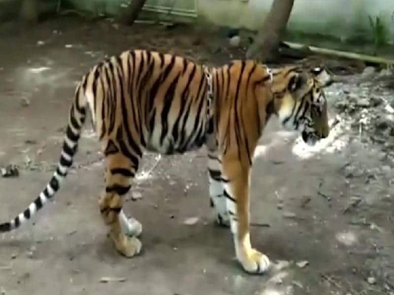 Autoridades alertan a comunidades de Guanajuato por presencia de un tigre