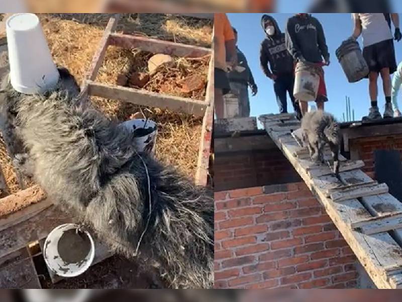 Video. ¡¡Es sin miedo al éxito!!: Perrito albañil se hace viral en TikTok