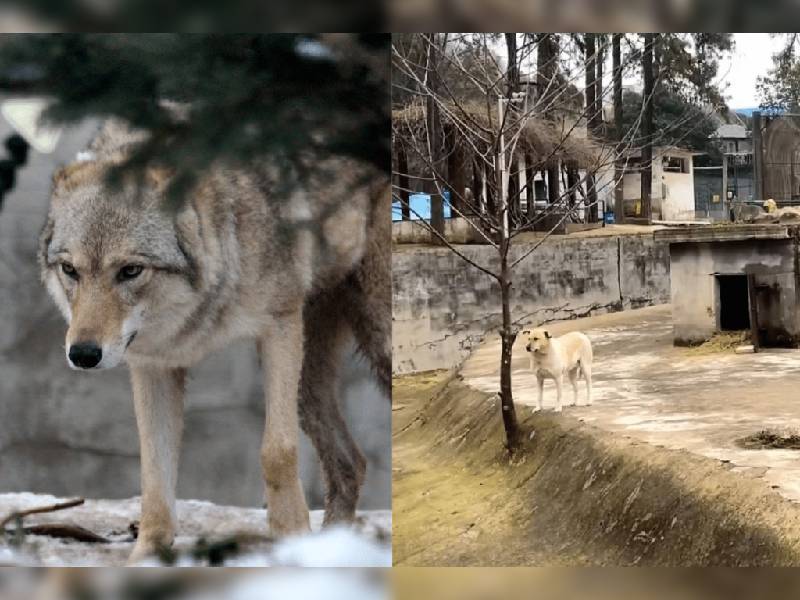 Zoológico sustituye a un lobo con un perro común y la gente lo crítica