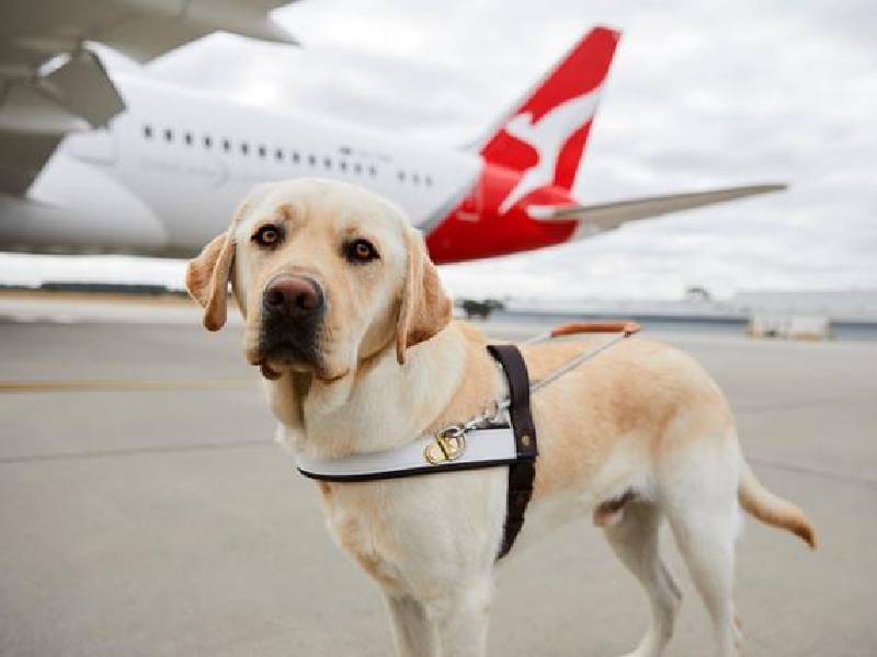 Aerolínea prohibió la entrada de un perro durante un vuelo