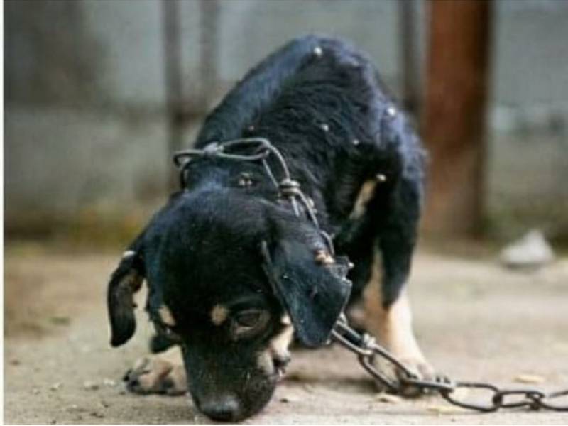 Exigen sanciones por casos de maltrato animal en Othón P. Blanco