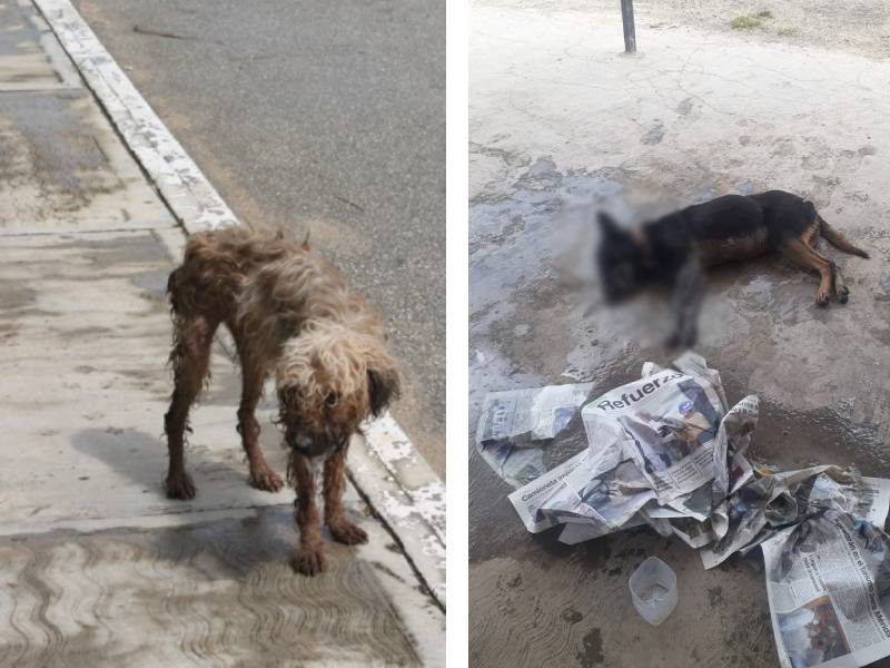 Hallan perros envenenados en comunidad de Lázaro Cárdenas