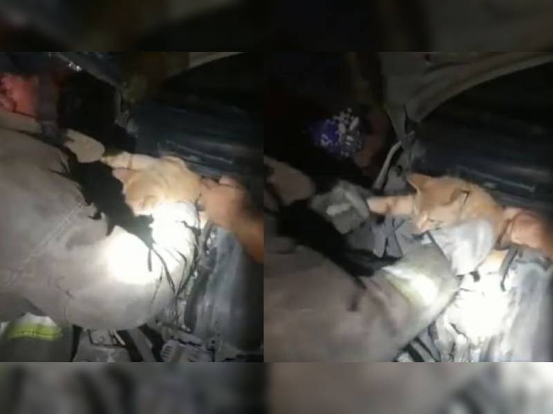 VIDEO. Bomberos rescatan a un gatito en Cancún