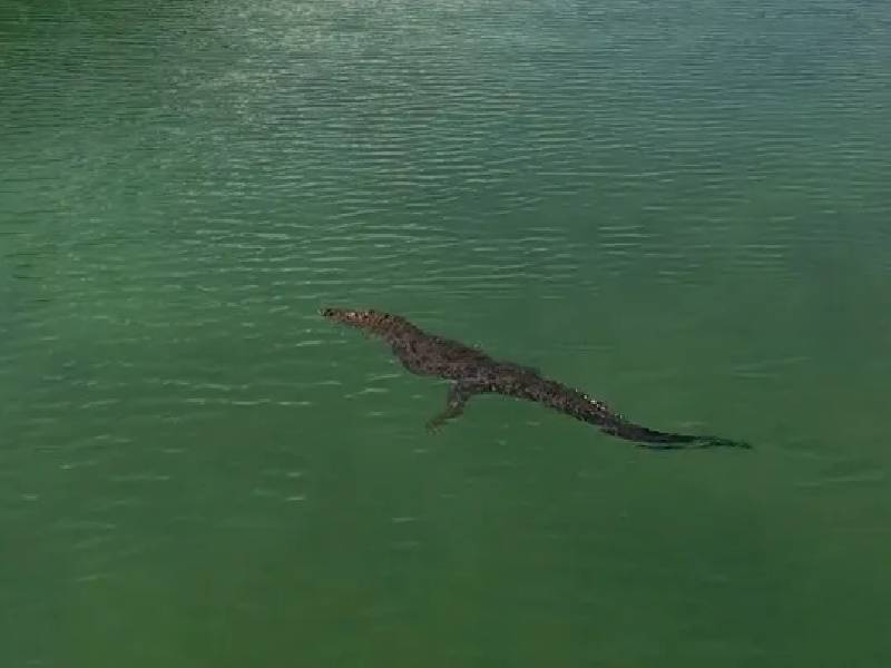 Avistan a cocodrilo y crías paseando en laguna de Cancún