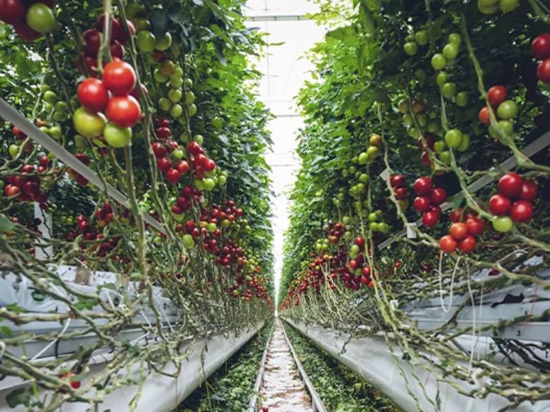México contará con nuevo centro de innovación agroalimentaria