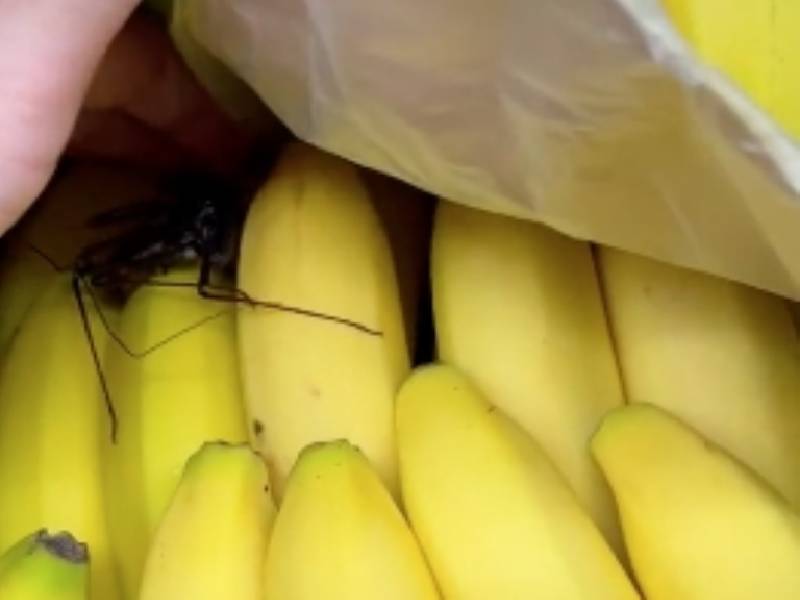 VIDEO: Encuentran peligrosa araña en plátanos del supermercado