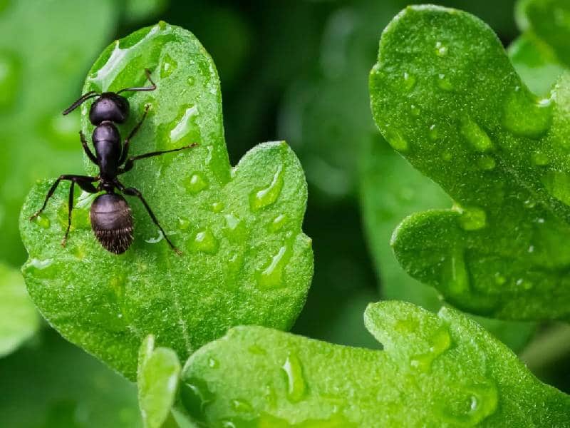 ¡Increíble! Científicos descubren que las hormigas pueden oler el cáncer