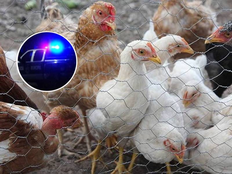 Ladrones entraron a casa de un joven y le robaron seis pollos