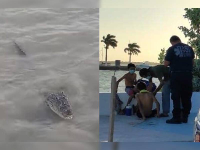 Ataca cocodrilo a niño en el bulevar Bahía de Chetumal