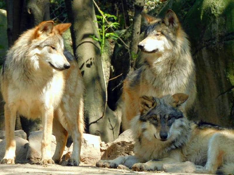 Fallecen 2 lobos mexicanos en el zoológico de Chapultepec