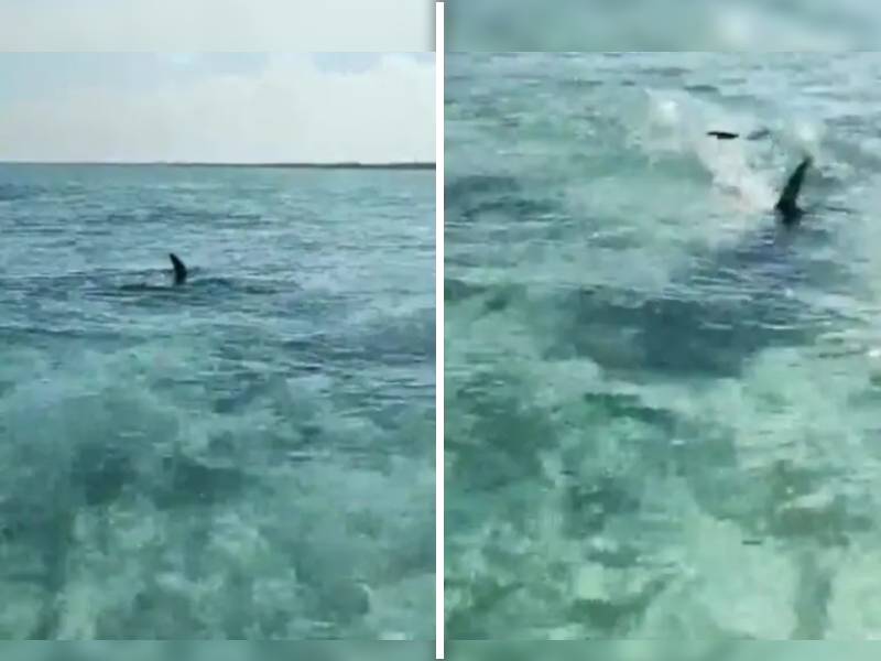 Dos tiburones asustan a familia en lancha de Xcalak